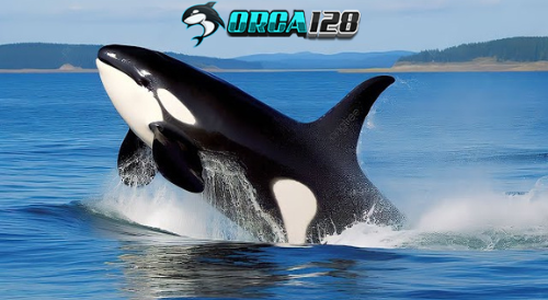 ORCA128 ✈️ Kemenangan Yang Mudah Mendapatkan Kemenangan Di Tahun 2025 - Picture 1 of 3